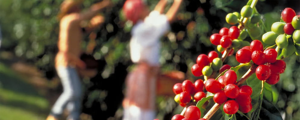 いまさら聞けないスペシャルティコーヒーってなに?