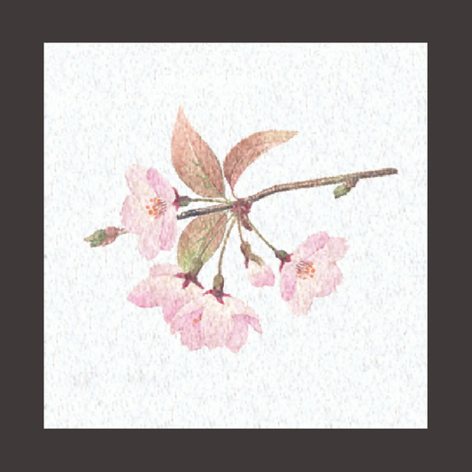 ヤマコー 両面ラミ四季彩シート 桜 200枚入(66366)