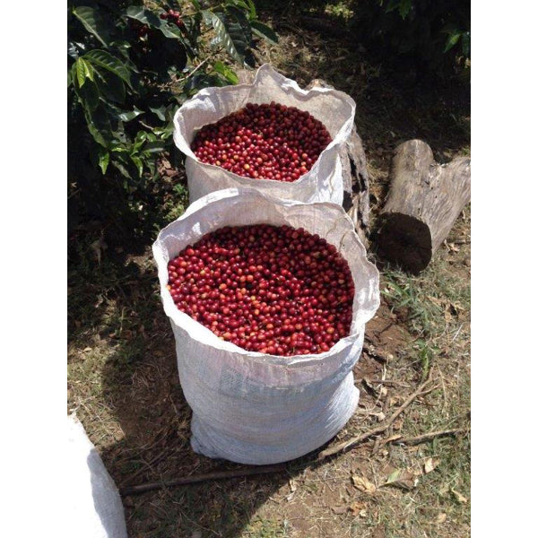 UCC コスタリカ ジャガー ハニー (豆) AP200g