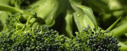 ブロッコリーを冷凍保存するベストな方法は？【生か茹でか？】