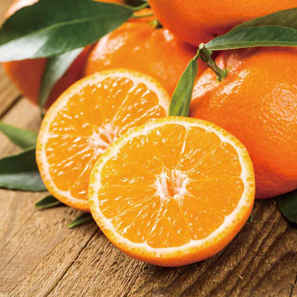 【冬ギフト】和歌山県産 有田みかん