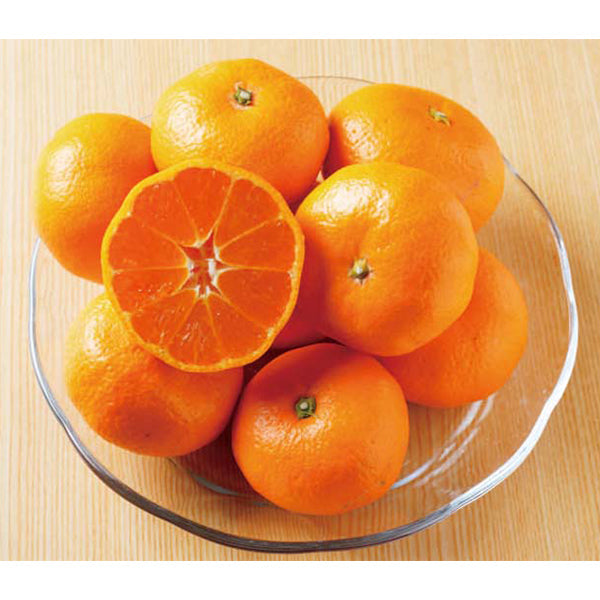 【冬ギフト】愛媛みかん