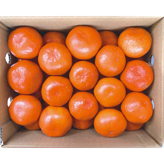 【冬ギフト】香川県産 金時紅みかん