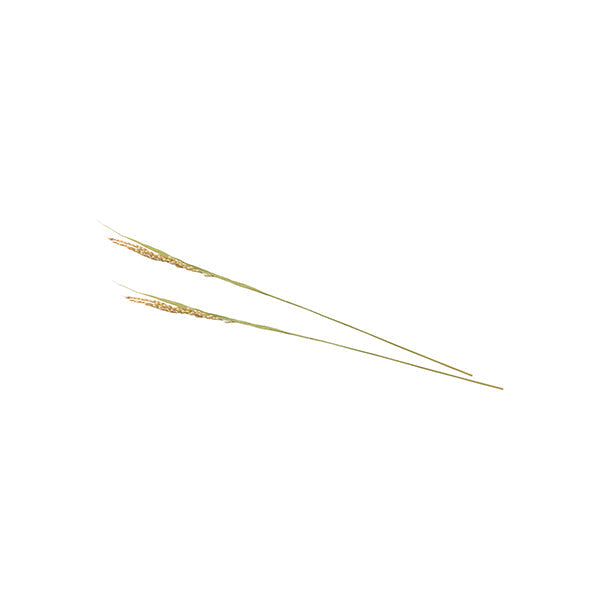 ヤマコー 稲の穂（コシヒカリ）100本入（25237）